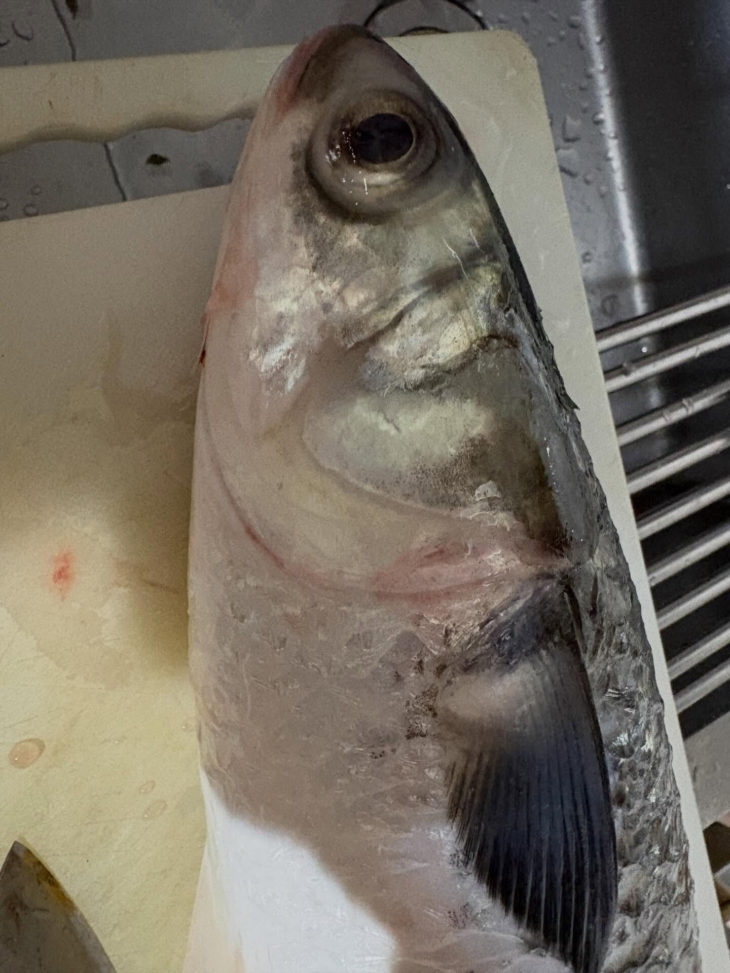 🐟 本日3/27(金) 1週間お疲れ様でした！