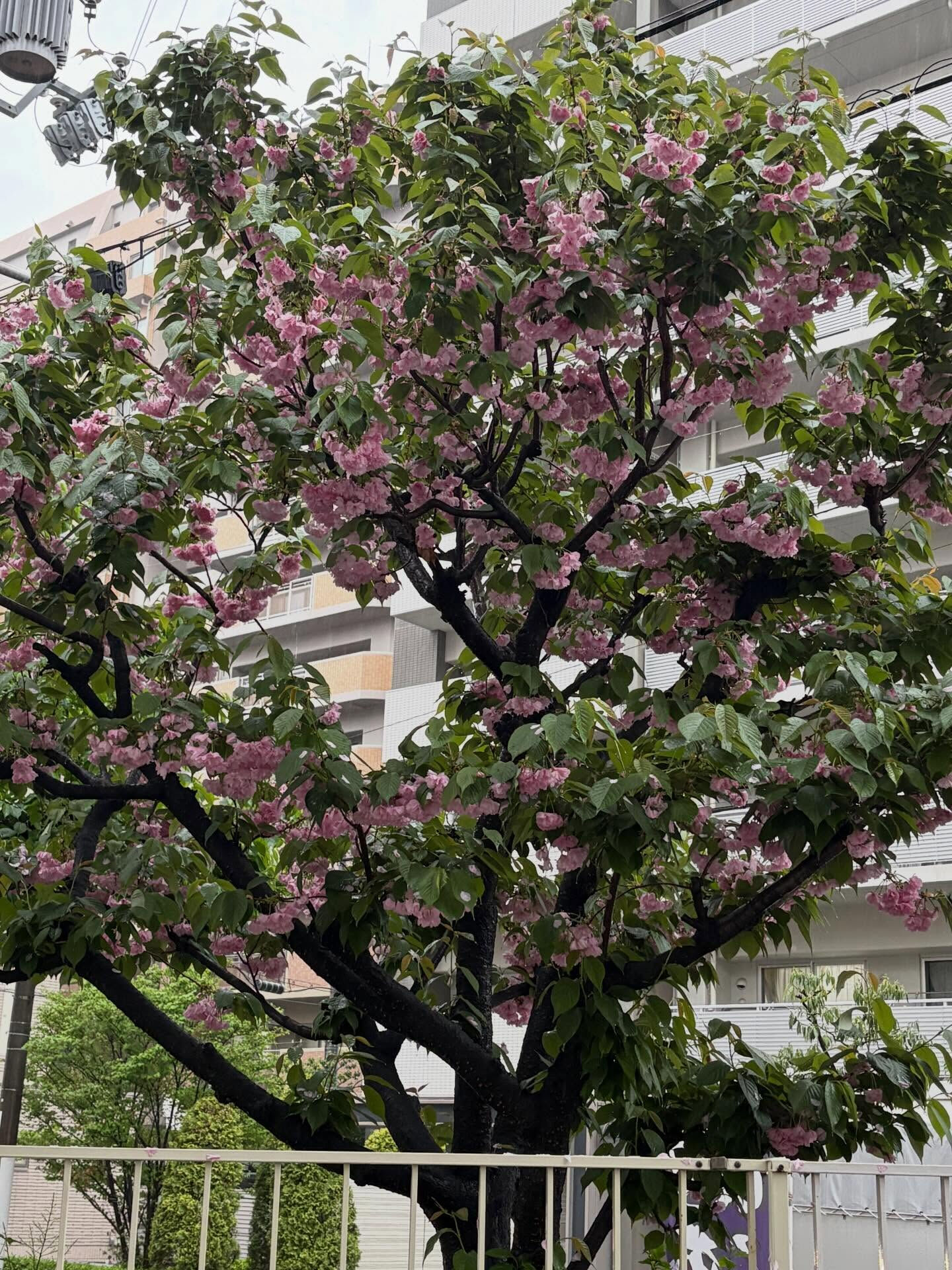 ☔️ 雨宿りがてら、いちくんで一杯いかがですか？