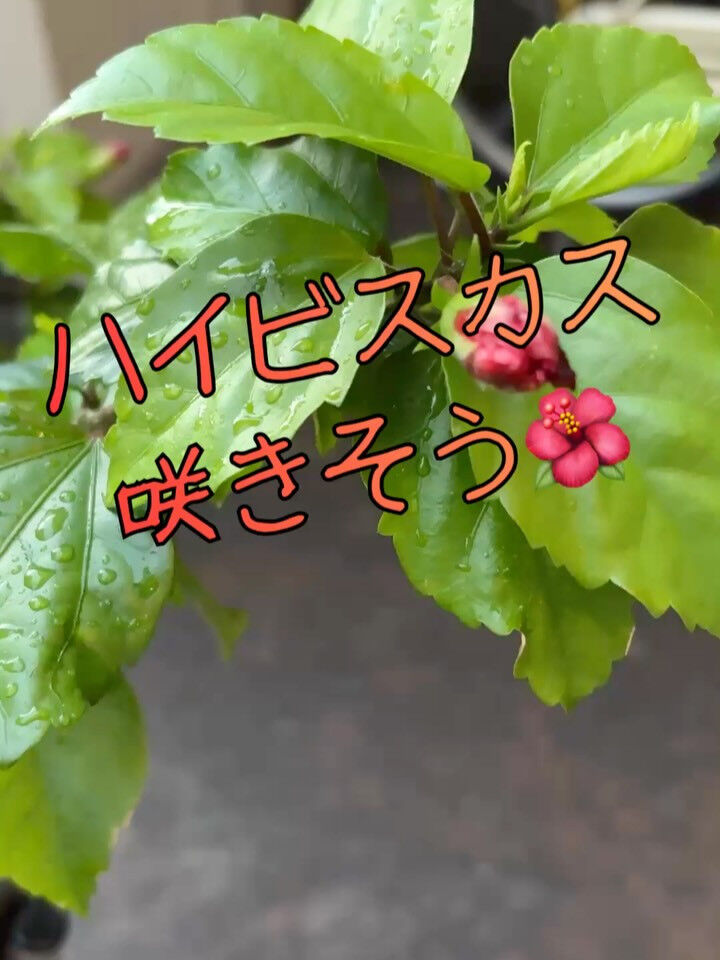【七夕の夜は、いちくんで
