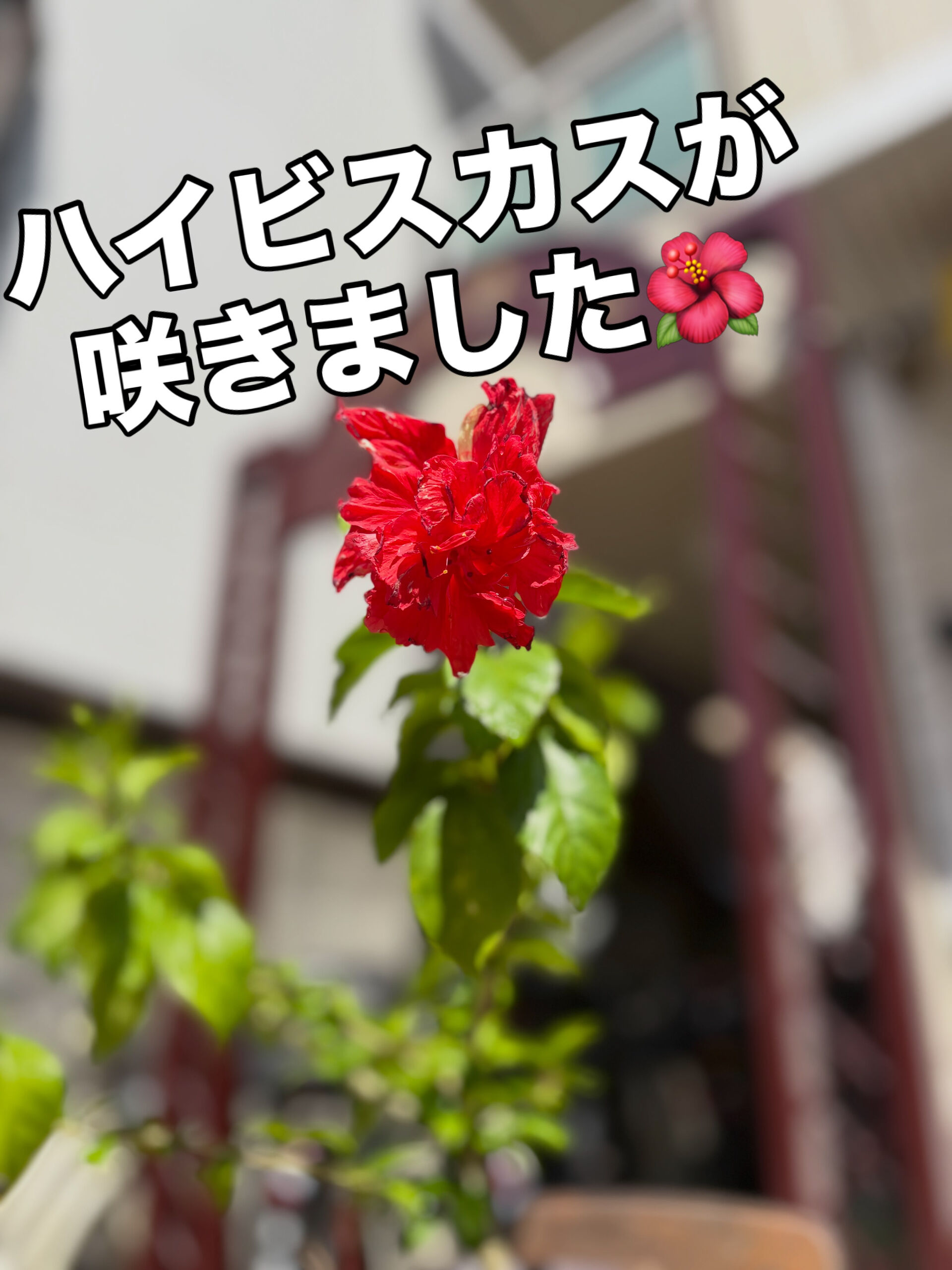 🍻✨ 都島区・野江内代のおばんざいダイニング いちくんです！