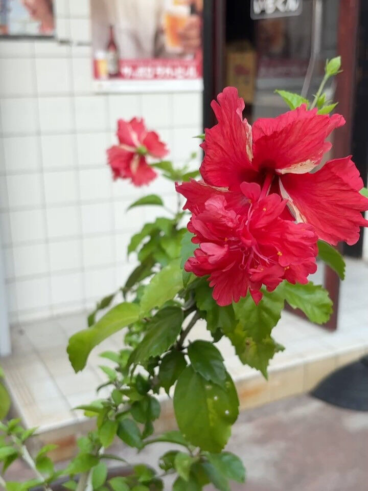 都島区・野江内代のおばんざいダイニング いちくんです🍶✨